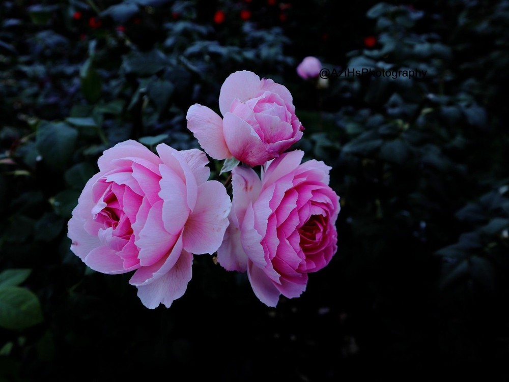 Print 11×14 Lustre Original Photo Photography Roses Beach Garden Art Nature D1