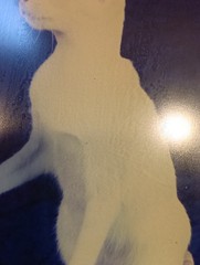 White Cat On Blue Black Background Manipulated Photograph? Original Signed Art.