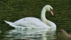 Original Photo Art Print Swan Photography Matted Signed by Ann Copeland Sealed