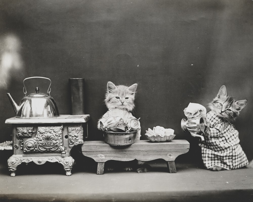 cat kitten kitty art print Harry Whittier Frees 8×10 vintage photo picture #13