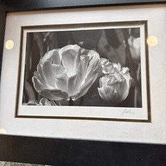 Jesse Kalisher Signed “The Butchart Gardens” Tulip Photo Framed