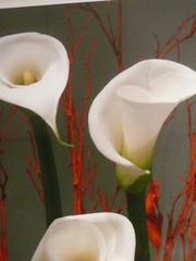 TRIO OF CALLA LILIES PHOTOGRAPHER SIGNED GREGG FELSEN