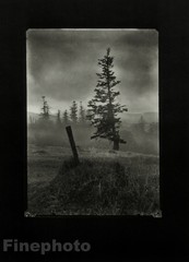 1955/78 JOSEF SUDEK Vintage Czech Photo Gravure Mionsi Pine Tree MOODY LANDSCAPE