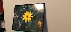 Photo of a yellow sunflower. Size of the poster size photo is 16×20.