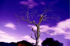 8 1/2 x 11″ HQ PRINT PHOTO of SURREAL NIGHT SCENE with STARS and a DEAD TREE