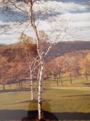 Vermont Autumn Fall Foliage Birch Tree Mountains Gilt Framed Matted Photograph