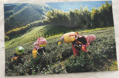 Picking Tea Taiwan Photo 12″ x 18″