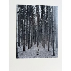 Black and White Pine Forest Photography Print Matted Wall Art 13×16 Landscape