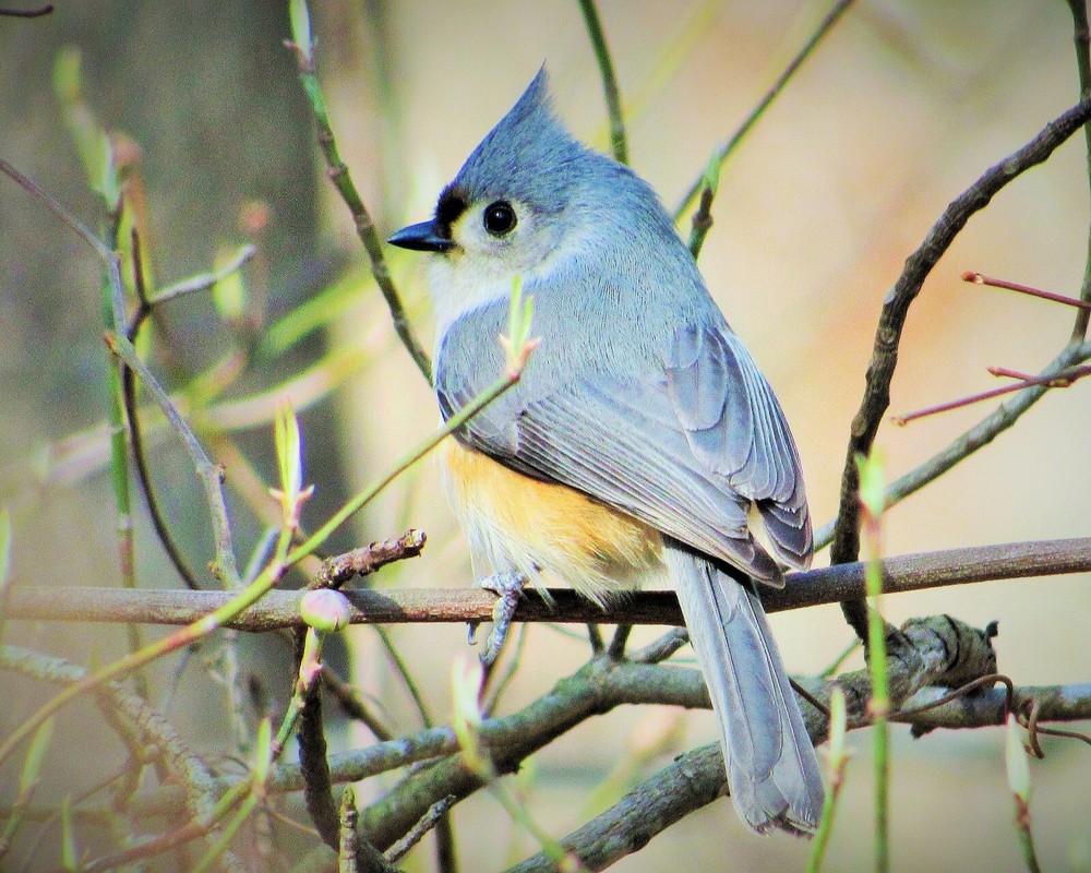 Tufted Titmouse – Baeolophus Bicolor – Nature Photography