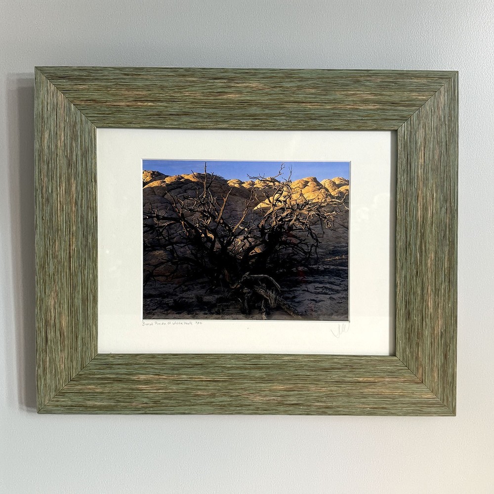 2002 Jim Witkowski 8×10 Color Photograph “Burnt Pinion at White Knolls” Arizona