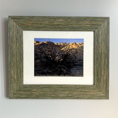 2002 Jim Witkowski 8×10 Color Photograph “Burnt Pinion at White Knolls” Arizona