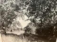 Arthur Gray Standard Oil Photographer Cleveland Ohio Americana Woodland Path Wow