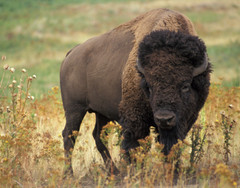 American bison buffalo Photograph Print 11″x14″