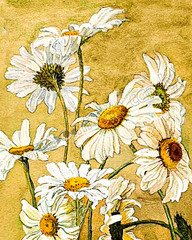 Daisies Sketch Yellow Flowers DIGITAL DOWNLOAD Print at Home Farmhouse Art