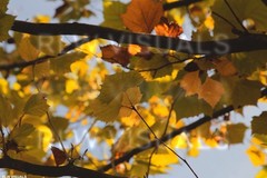 Color Photograph Autumn Leaves Nature