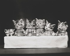 cat kitten kitty art print Harry Whittier Frees 8×10 vintage photo picture #10