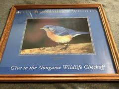 Eastern Bluebird (Sialia sialis) Framed Photo for Helping Minnesota’s Wildlife