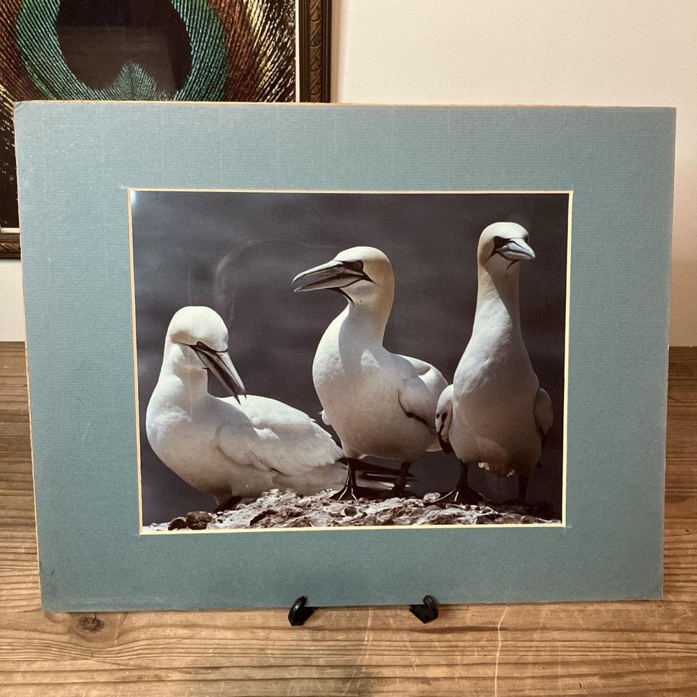 VTG 1982 Art Photography “Gannets Three” Sea Birds Matted Signed Beach Decor