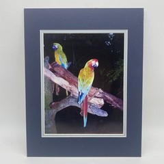 Matted Parrots Birds Photo Print 11 X 14 Wall Art Gallery Decor