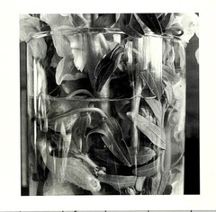 Lee Friedlander (b. 1934) Art Announcement Card February 2000 – Stems