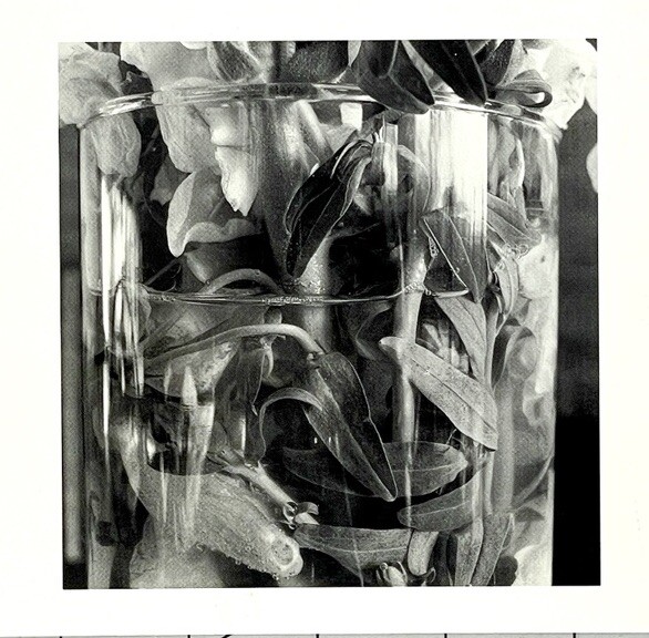 Lee Friedlander (b. 1934) Art Announcement Card February 2000 – Stems