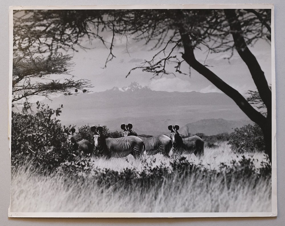 Analog Photo Of Norman Myers Animal Kenya Nairobi 1960