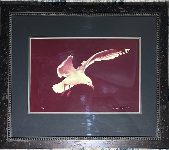 Thomas Mangelsen Signed Photo 1978 Seagull Flight LE #494/500 Framed 29″ x 25″