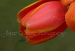 TigerLily Yellow Rose Flower Canvas Texture Photograph Styrene Wall Print 30×20