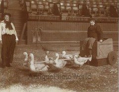 Geese bird carriage clown circus antique art photo