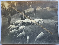 orig. Photo Bad Berneck 1902 Fichtelgebirge Bayreuth duck mill sheep