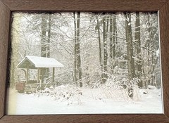 Original photograph, ‘Winter Renewal’ by Serene Scenes in Maine, 5×7