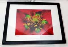 Inside the Flower Brilliant Red Photo Signed an Dated Matted an Framed 12″x15″