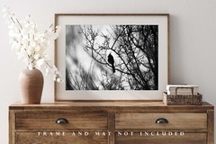 Cardinal Photography Print: Arizona Black & White Bird Desert Southwest Photo
