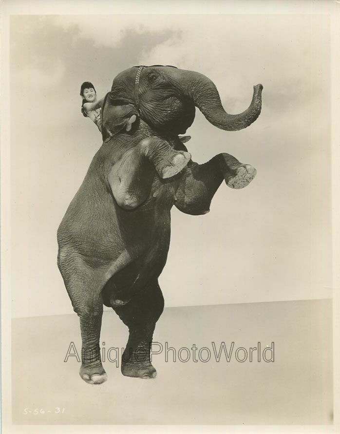 Woman animal trainer posing on elephant vintage circus photo