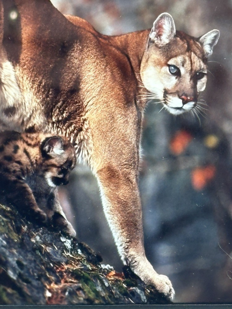 Natural Imagery Signed Photograh William Ervin A Mountain Lion and Kitten Framed