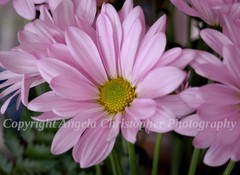 Original ACEO photo fine art print 2.5×3.5″ PINK CHRYSANTHEMUM flower daisy-like