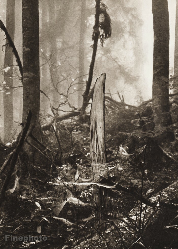 1949 Vintage Josef Sudek Forest Stump Trees Landscape Original Photo Gravure Art