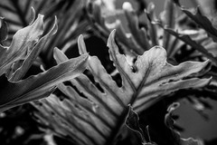 Zen Garden botanicals art Photography B+W 8×12″ Archival Lustre Print