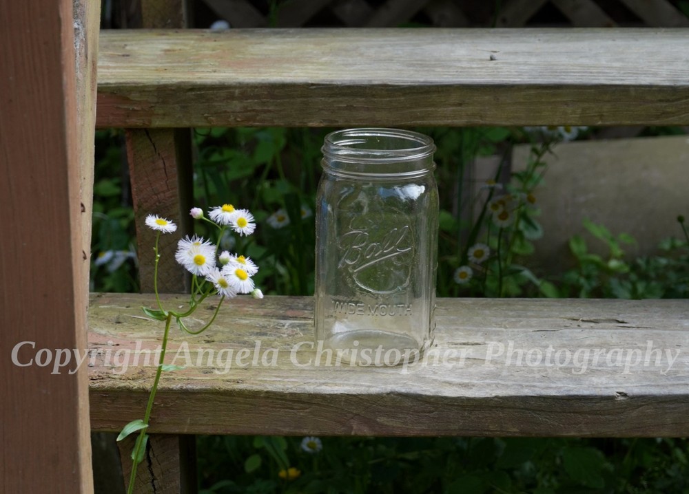 Original ACEO photo fine art print 2.5×3.5″ COUNTRY LIVIN’ wildflowers fleabane