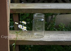 Original ACEO photo fine art print 2.5×3.5″ COUNTRY LIVIN’ wildflowers fleabane