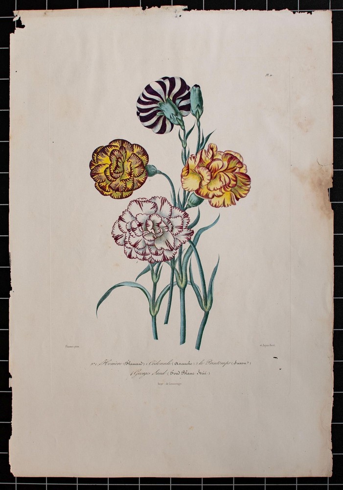 Carnations Flowers Plant Study Botany Encyclopedia Hand Coloured Lithograph