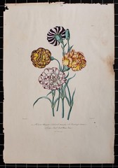 Carnations Flowers Plant Study Botany Encyclopedia Hand Coloured Lithograph