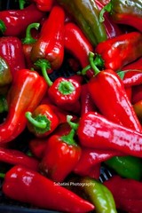 Red Peppers, 11 x 14 Print Metallic Paper