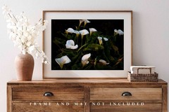 Wild Calla Lilies in Big Sur California Photo Print (Unframed)