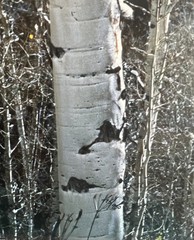 Thomas Mangelsen “White River Aspens” 32×100 Museum Frame Limited Edition775/950