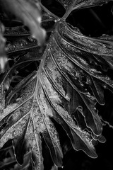 Zen Garden botanicals art Photography B+W 8×12″ Archival Lustre Print