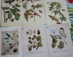 GDR from 1950 photos caterpillars beetles postcard paper sheets bugs vintage MG