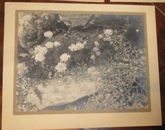 6 Vintage Signed Matted Sepia Photographs ~ Montclair NJ Botanical Gardens L2