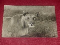Animals Of Africa / Anonymous – 2 Silver Photos Elephant & Lioness Ca 1950