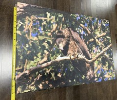 Young Bald Eagle On Canvas, Approximately 20×14 Inches